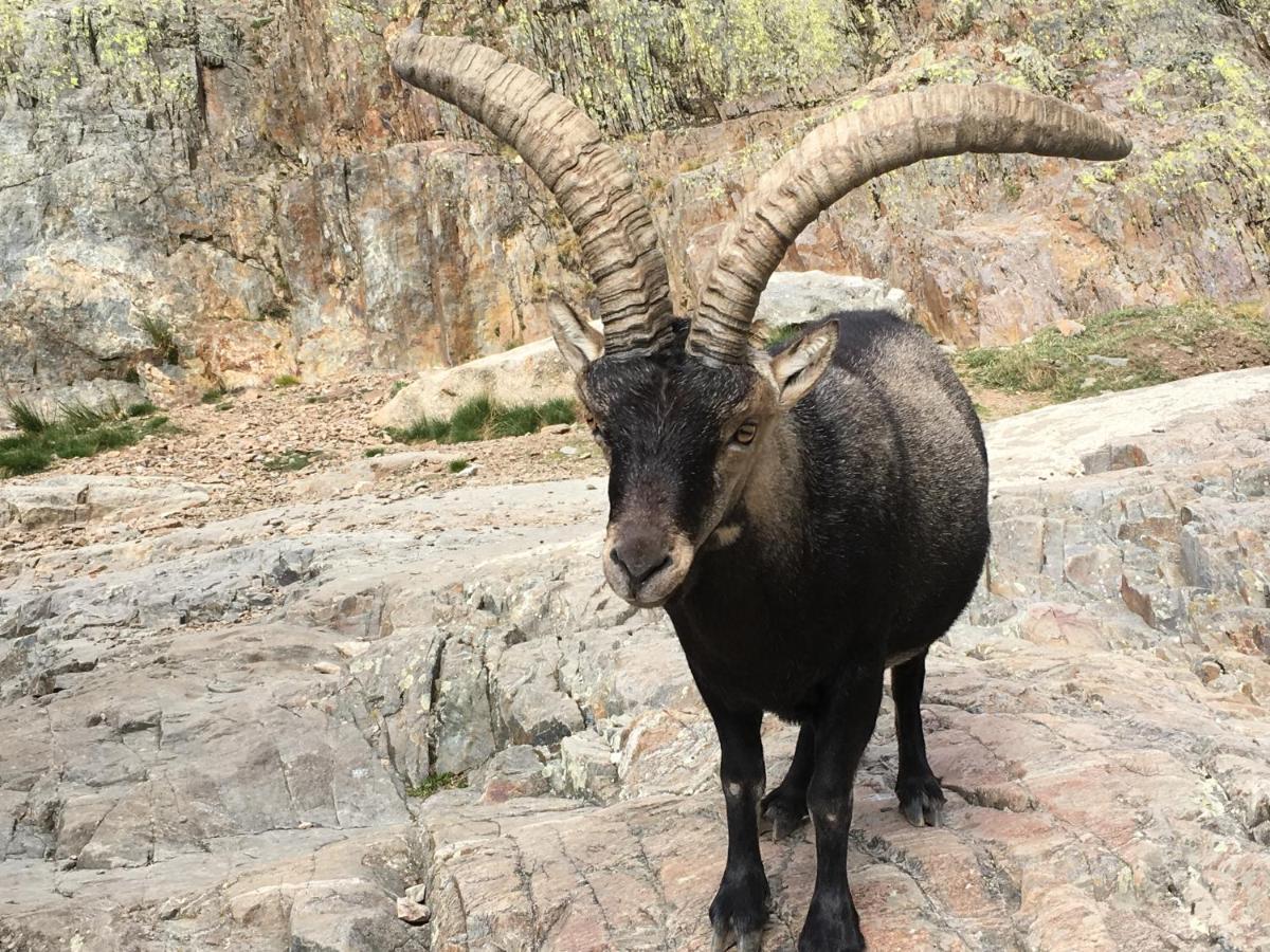 Cara Norte De Gredos Hoyos del Espino Eksteriør billede